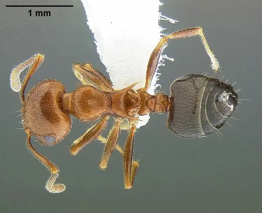 Crematogaster parapilosa specimen CASENT0863386 image casent0863386_1