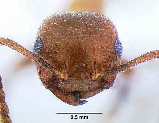 Crematogaster parapilosa specimen CASENT0863386 image casent0863386_2