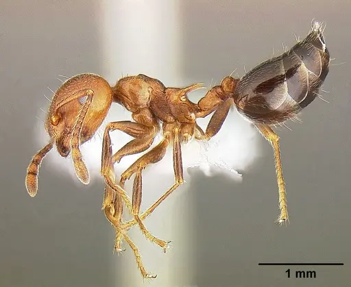 Crematogaster parapilosa specimen CASENT0863386 image casent0863386_3