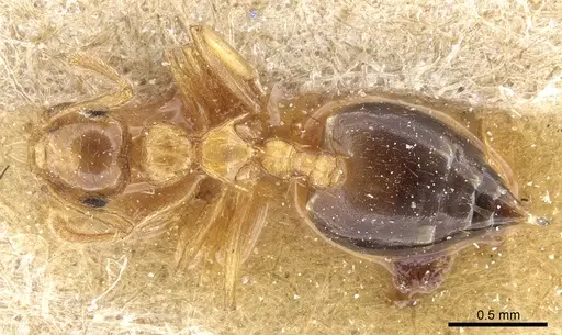 Crematogaster pauciseta specimen CASENT0904490 image casent0904490_1