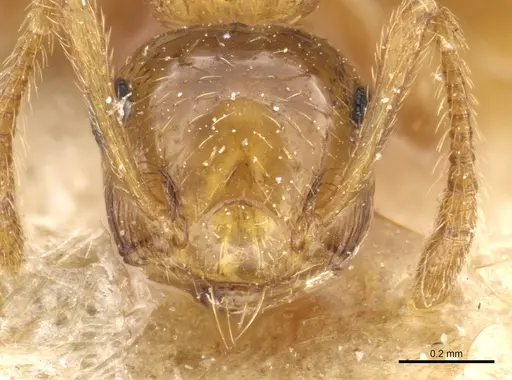 Crematogaster pauciseta specimen CASENT0904490 image casent0904490_2