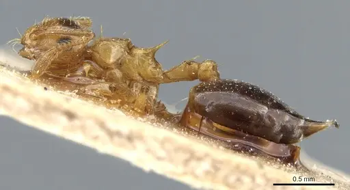 Crematogaster pauciseta specimen CASENT0904490 image casent0904490_3