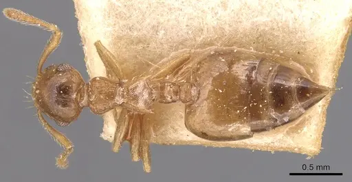 Crematogaster pauciseta specimen CASENT0904494 image casent0904494_1