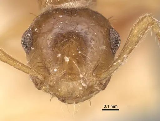 Crematogaster pauciseta specimen CASENT0904494 image casent0904494_2