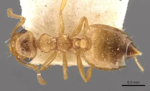 Crematogaster pauciseta specimen CASENT0908362 image casent0908362_1
