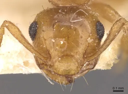 Crematogaster pauciseta specimen CASENT0908362 image casent0908362_2