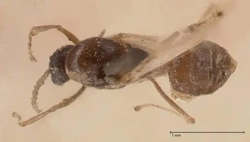 Crematogaster pauciseta specimen FOCOL0780 image focol0780_1