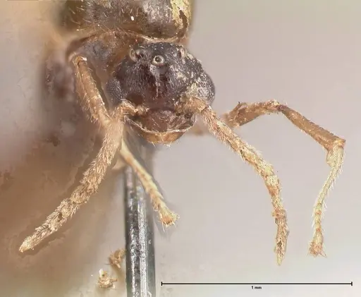 Crematogaster pauciseta specimen FOCOL0780 image focol0780_2