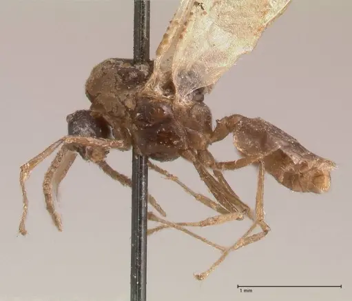 Crematogaster pauciseta specimen FOCOL0780 image focol0780_3