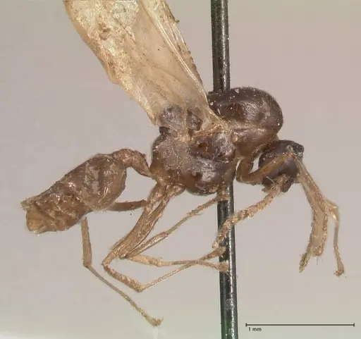 Crematogaster pauciseta specimen FOCOL0780 image focol0780_4