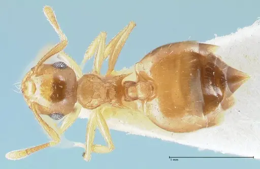Crematogaster pauciseta specimen FOCOL1616 image focol1616_1