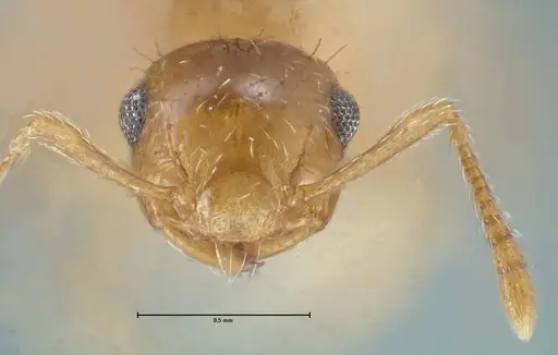 Crematogaster pauciseta specimen FOCOL1616 image focol1616_2