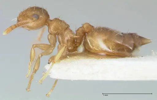 Crematogaster pauciseta specimen FOCOL1616 image focol1616_3