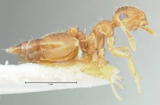 Crematogaster pauciseta specimen FOCOL1616 image focol1616_4