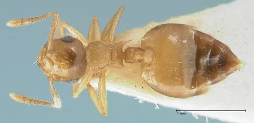 Crematogaster pauciseta specimen FOCOL1617 image focol1617_1
