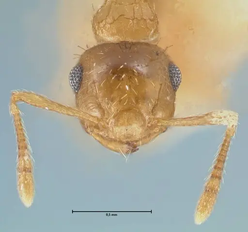 Crematogaster pauciseta specimen FOCOL1617 image focol1617_2