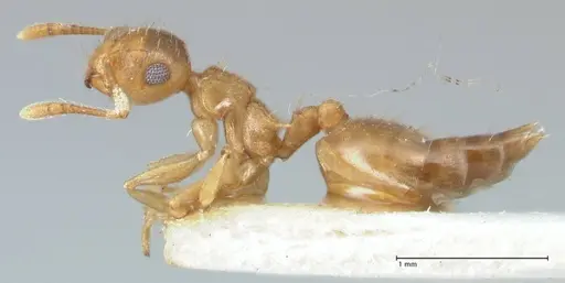 Crematogaster pauciseta specimen FOCOL1617 image focol1617_3
