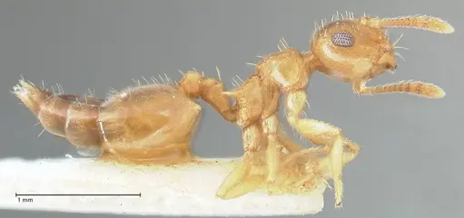 Crematogaster pauciseta specimen FOCOL1617 image focol1617_4