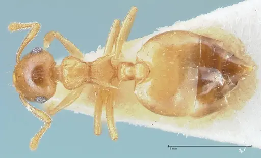 Crematogaster pauciseta specimen FOCOL1618 image focol1618_1