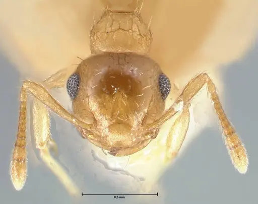 Crematogaster pauciseta specimen FOCOL1618 image focol1618_2
