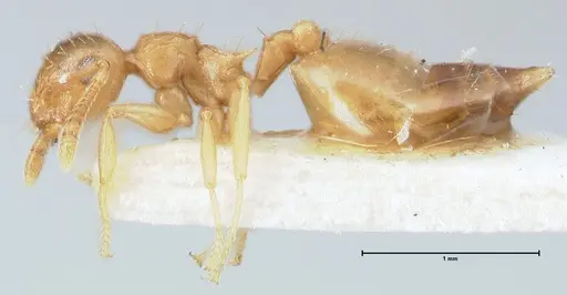 Crematogaster pauciseta specimen FOCOL1618 image focol1618_3