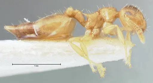 Crematogaster pauciseta specimen FOCOL1618 image focol1618_4