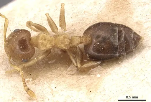 Crematogaster pauli specimen CASENT0904495 image casent0904495_1