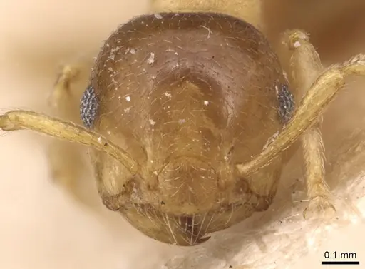 Crematogaster pauli specimen CASENT0904495 image casent0904495_2
