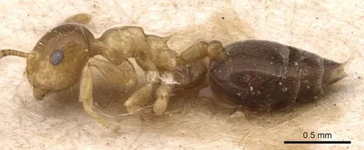 Crematogaster pauli specimen CASENT0904495 image casent0904495_3