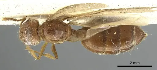 Crematogaster pellens specimen CASENT0902125 image casent0902125_1