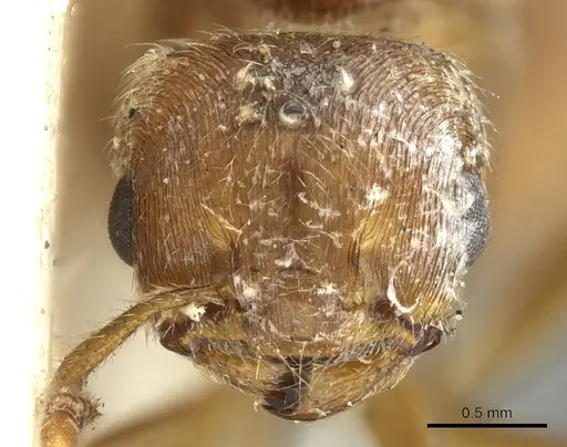 Crematogaster pellens specimen CASENT0902125 image casent0902125_2