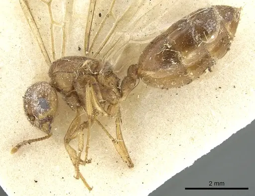 Crematogaster pellens specimen CASENT0902125 image casent0902125_3