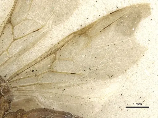 Crematogaster pellens specimen CASENT0902125 image casent0902125_4