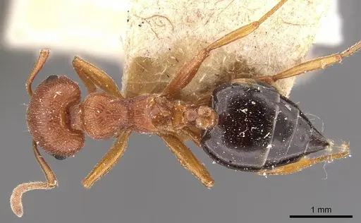 Crematogaster perelegans specimen CASENT0908586 image casent0908586_1