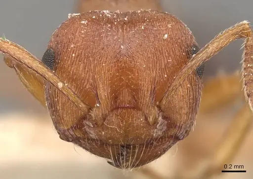 Crematogaster perelegans specimen CASENT0908586 image casent0908586_2