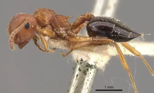Crematogaster perelegans specimen CASENT0908586 image casent0908586_3
