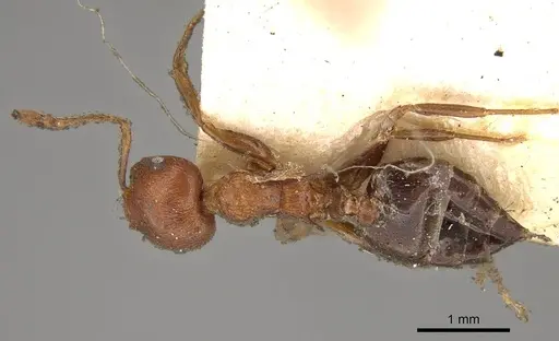 Crematogaster perelegans specimen CASENT0914075 image casent0914075_1