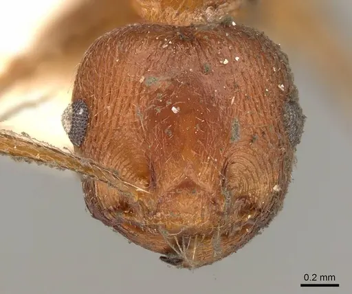 Crematogaster perelegans specimen CASENT0914075 image casent0914075_2