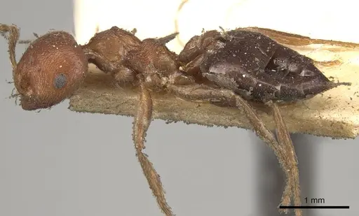 Crematogaster perelegans specimen CASENT0914075 image casent0914075_3