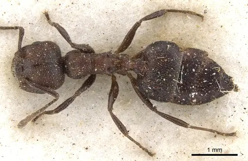 Crematogaster peringueyi specimen CASENT0902099 image casent0902099_1