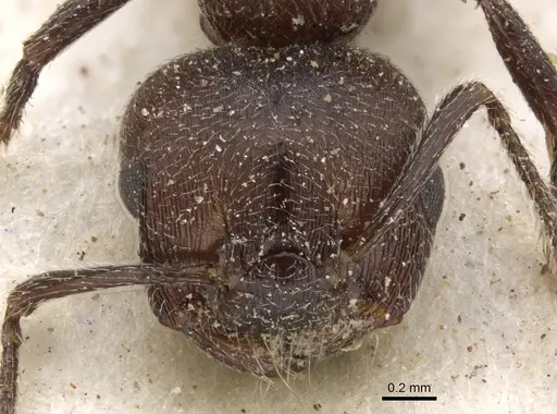 Crematogaster peringueyi specimen CASENT0902099 image casent0902099_2