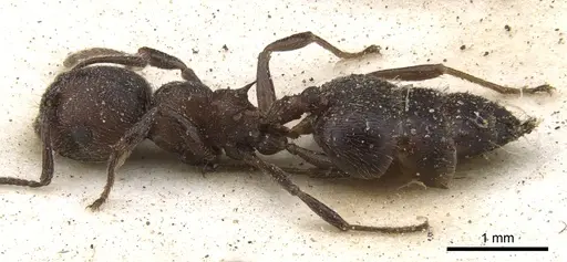 Crematogaster peringueyi specimen CASENT0902099 image casent0902099_3