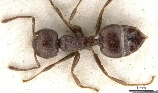 Crematogaster peringueyi specimen CASENT0902100 image casent0902100_1