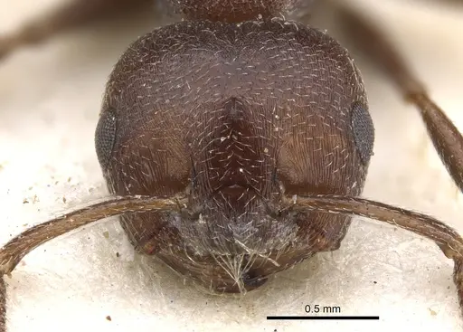 Crematogaster peringueyi specimen CASENT0902100 image casent0902100_2