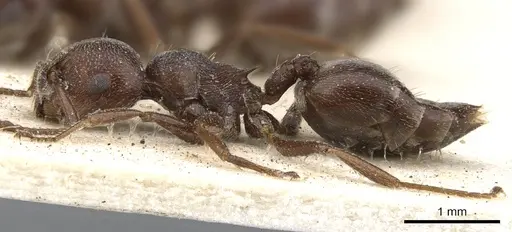 Crematogaster peringueyi specimen CASENT0902100 image casent0902100_3