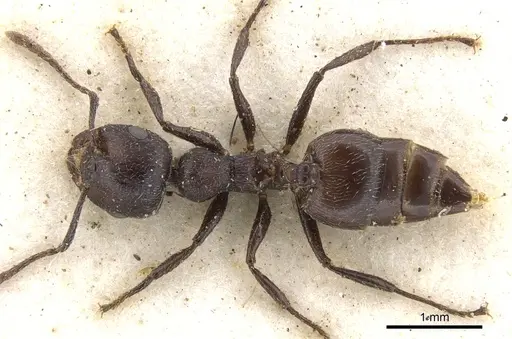 Crematogaster peringueyi specimen CASENT0902101 image casent0902101_1