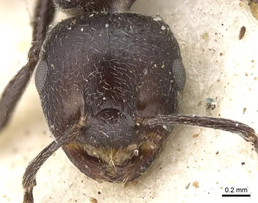Crematogaster peringueyi specimen CASENT0902101 image casent0902101_2