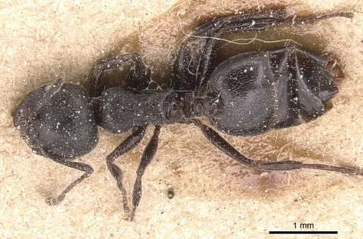Crematogaster peringueyi specimen CASENT0904505 image casent0904505_1