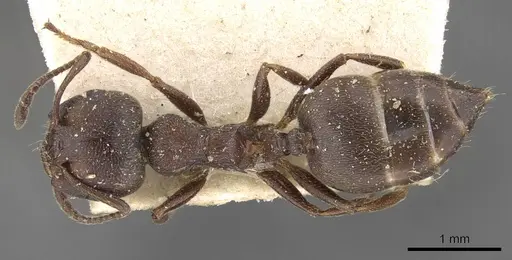 Crematogaster peringueyi specimen CASENT0908548 image casent0908548_1