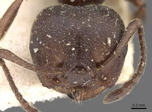 Crematogaster peringueyi specimen CASENT0908548 image casent0908548_2